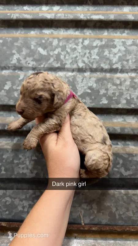 Coco – Poodle - Miniature  puppy for sale in Royston, GA