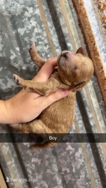 Milo  – Miniature Aussiedoodle puppy for sale in Royston, GA