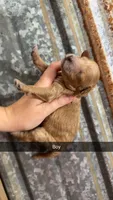 Milo , a male Miniature Aussiedoodle for sale in Royston, GA – 1 of 1