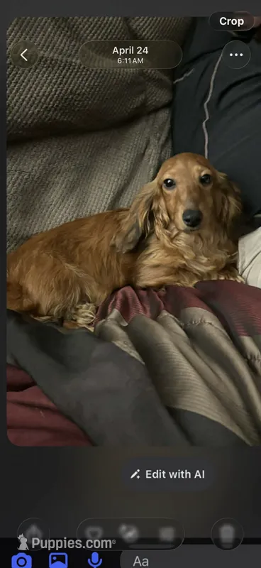Oakley  – Miniature Dachshund puppy for sale in Royston, GA