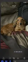 Oakley , a male Miniature Dachshund for sale in Royston, GA – 2 of 3