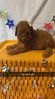 Cookie, a female Poodle - Miniature  for sale in Royston, GA – 3 of 5