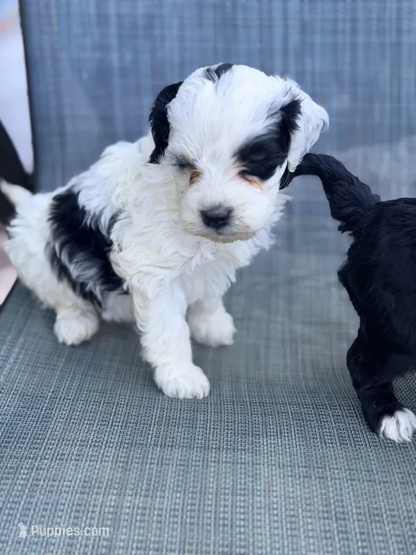Spot – Miniature Bernedoodle puppy for sale in Royston, GA