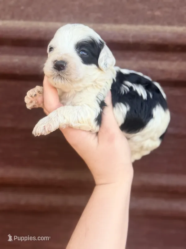 Spot – Miniature Bernedoodle puppy for sale in Royston, GA