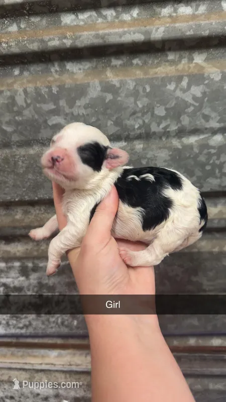 Spot – Miniature Bernedoodle puppy for sale in Royston, GA