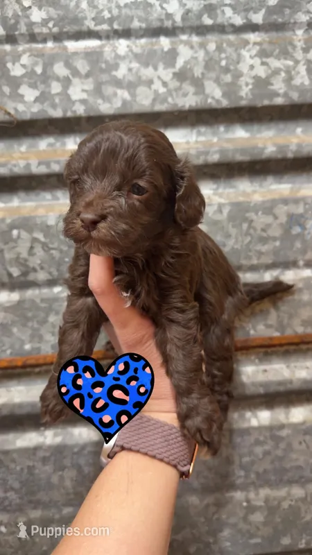 Max – Cockapoo puppy for sale in Royston, GA