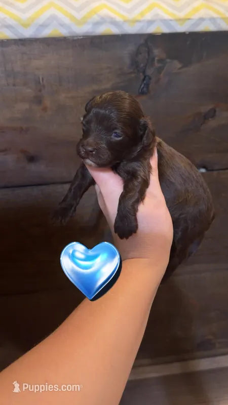 Max – Cockapoo puppy for sale in Royston, GA