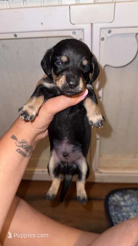 Finn – Miniature Dachshund puppy for sale in Royston, GA