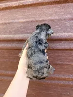 Lilly , a female Miniature Goldendoodle for sale in Royston, GA – Photo 3 of 3