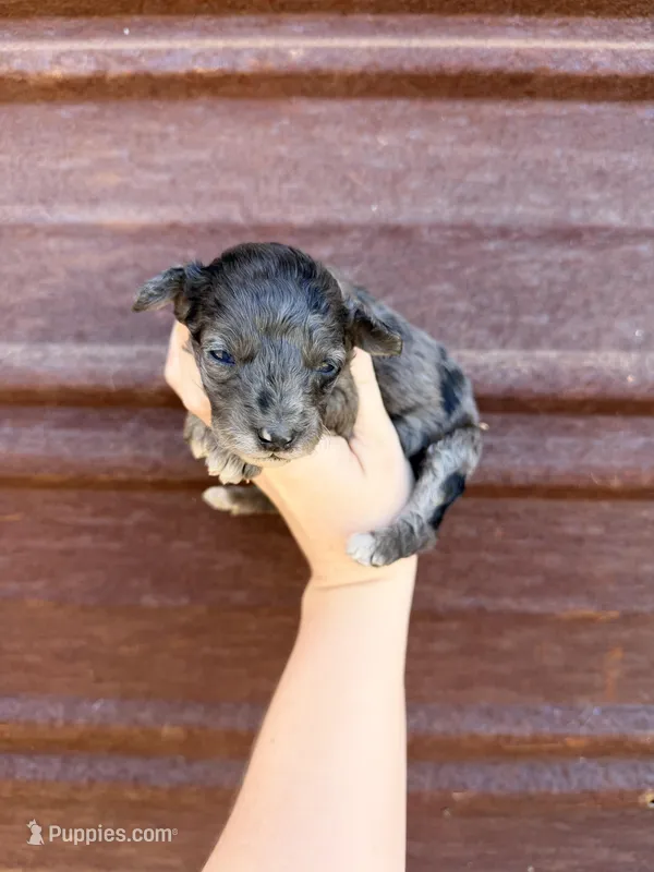 Lilly  – Miniature Goldendoodle puppy for sale in Royston, GA