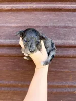 Lilly , a female Miniature Goldendoodle for sale in Royston, GA – Photo 1 of 3