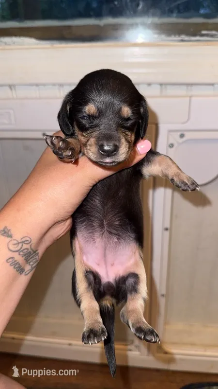 Daisy – Miniature Dachshund puppy for sale in Royston, GA