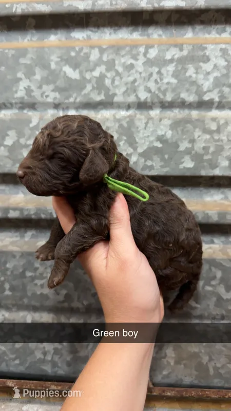 Max – Poodle - Miniature  puppy for sale in Royston, GA