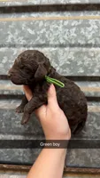 Max, a male Poodle - Miniature  for sale in Royston, GA – 1 of 1
