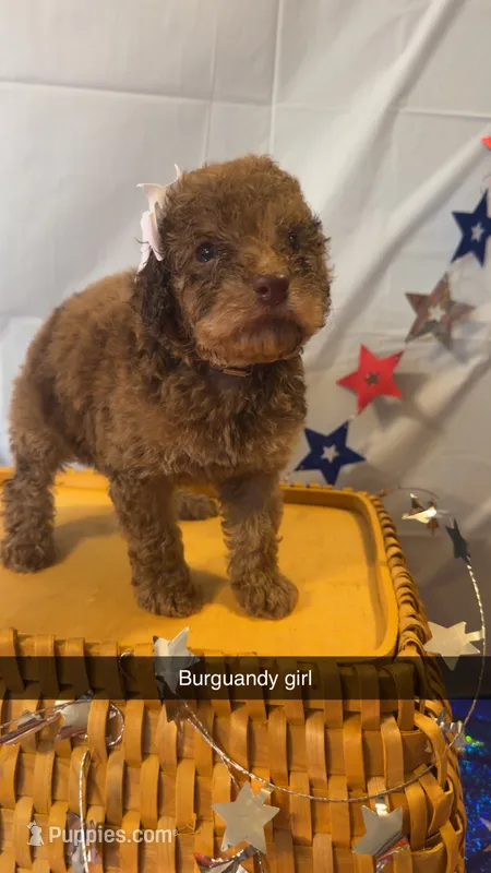 Bailey  – Poodle - Miniature  puppy for sale in Royston, GA