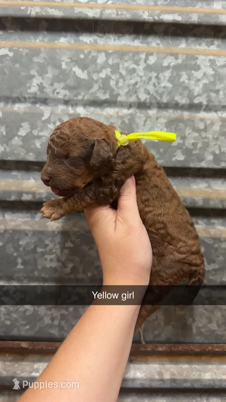 Belle – Poodle - Miniature  puppy for sale in Royston, GA