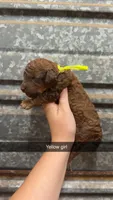 Belle, a female Poodle - Miniature  for sale in Royston, GA – 1 of 1
