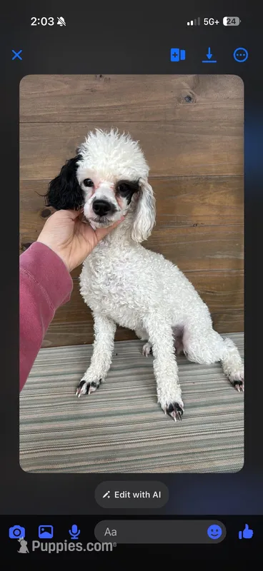 Pearl  – Poodle - Miniature  puppy for sale in Royston, GA
