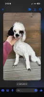 Pearl , a female Poodle - Miniature  for sale in Royston, GA – 1 of 1