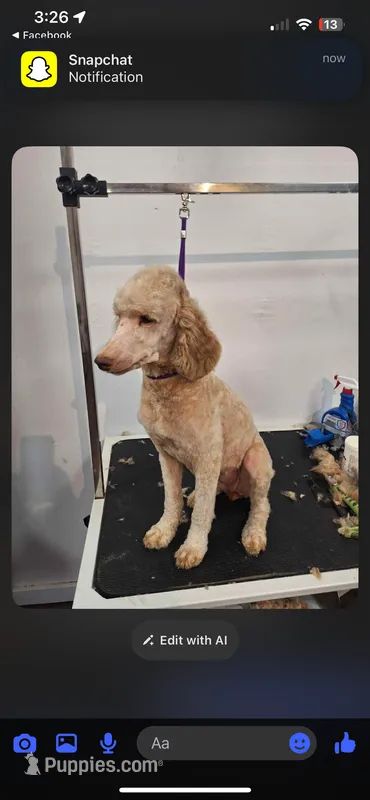 Snuggles  – Poodle - Miniature  puppy for sale in Royston, GA