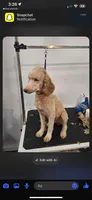 Snuggles , a female Poodle - Miniature  for sale in Royston, GA – 1 of 1