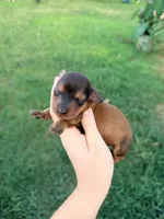 Red, a male Miniature Dachshund for sale in Royston, GA – 2 of 2