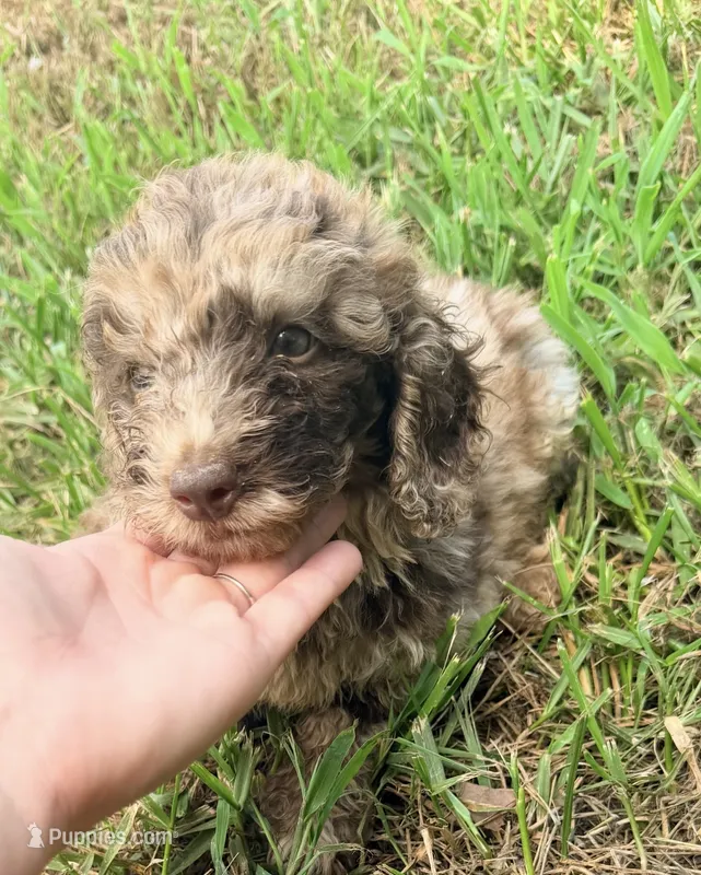 Bailey  – Poodle - Miniature  puppy for sale in Royston, GA