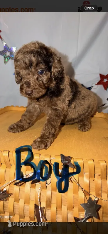 Hershey – Poodle - Miniature  puppy for sale in Royston, GA