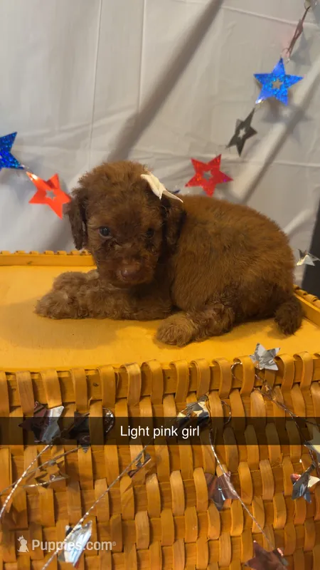 Cookie – Poodle - Miniature  puppy on hold in Royston, GA