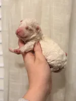 processed/cae83839-b419-4e6c-8121-062b5d211d07/listing/9233f2d1-2881-48cf-a5c1-4647cde3b9d5/4183fabf-552e-4ca2-9734-afa83064bdeb