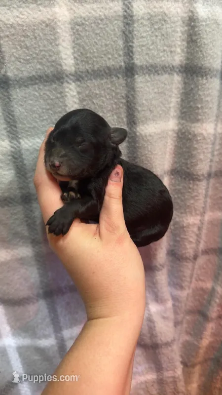 Sweetie, a female Miniature Goldendoodle for sale in Royston, GA – Photo 1 of 2