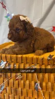 Cookie, a female Poodle - Miniature  for sale in Royston, GA – 2 of 5