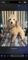 Lilly , a female Poodle - Miniature  for sale in Royston, GA – 2 of 2