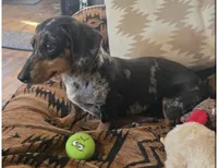 Ruby, a female Miniature Dachshund for sale in Royston, GA – 2 of 2