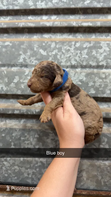 Hershey – Poodle - Miniature  puppy for sale in Royston, GA