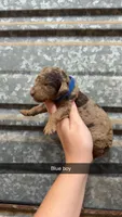 Hershey, a male Poodle - Miniature  for sale in Royston, GA – 1 of 2