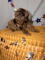 Honey, a female Poodle - Miniature  for sale in Royston, GA – 2 of 3