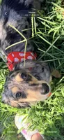 Stormi, a female Miniature Dachshund for sale in Royston, GA – 3 of 3