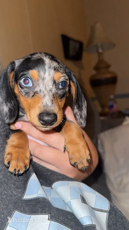 Izzy – Miniature Dachshund puppy for sale in Royston, GA