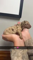 Coco, a female Poodle - Miniature  for sale in Royston, GA – 2 of 2
