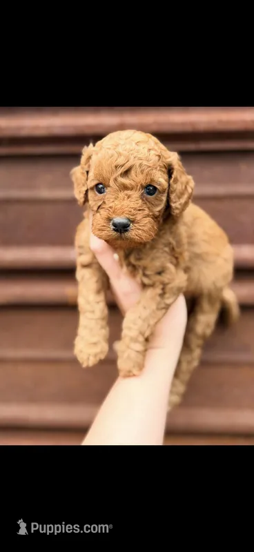 Redd  – Miniature Bernedoodle puppy for sale in Royston, GA