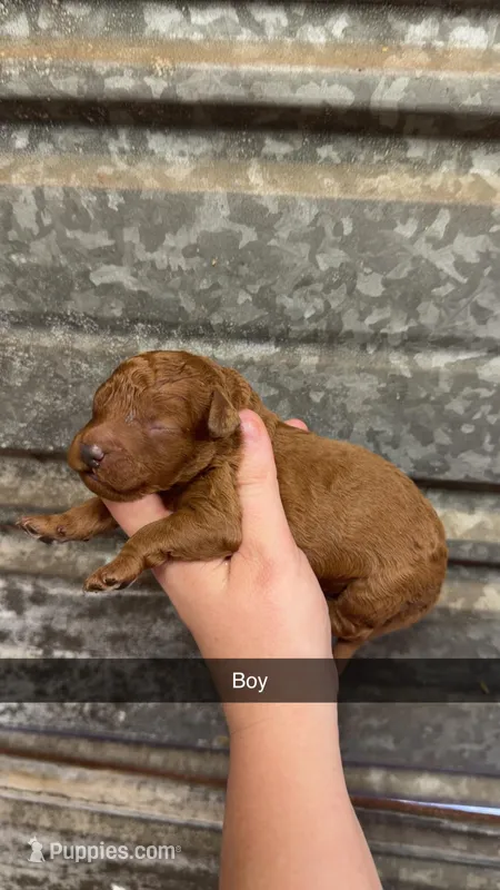 Redd  – Miniature Bernedoodle puppy for sale in Royston, GA