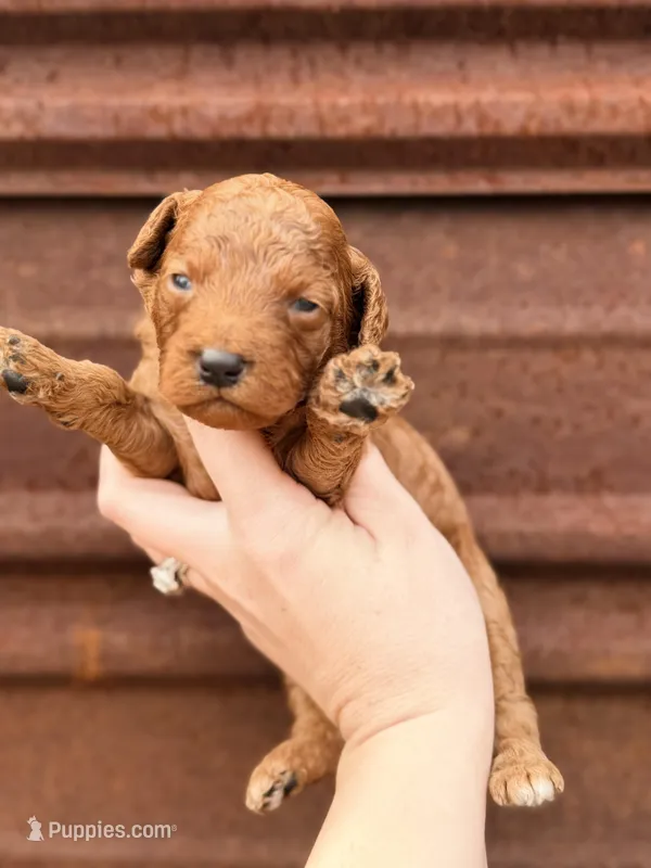 Redd  – Miniature Bernedoodle puppy for sale in Royston, GA