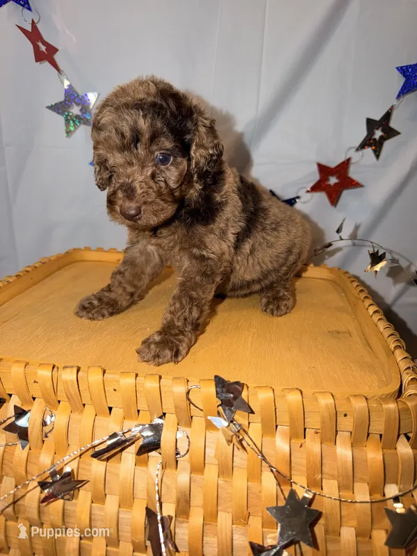 Hershey – Poodle - Miniature  puppy for sale in Royston, GA