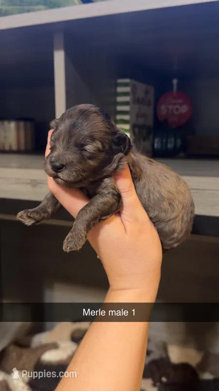 Bo – Cockapoo puppy for sale in Royston, GA