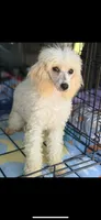 Pearl , a female Poodle - Toy  for sale in Royston, GA – 1 of 1
