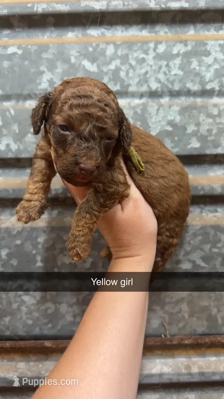 Belle – Poodle - Miniature  puppy for sale in Royston, GA