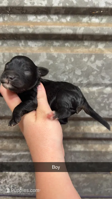 Blackie  – Miniature Bernedoodle puppy for sale in Royston, GA