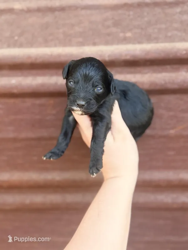 Blackie  – Miniature Bernedoodle puppy for sale in Royston, GA