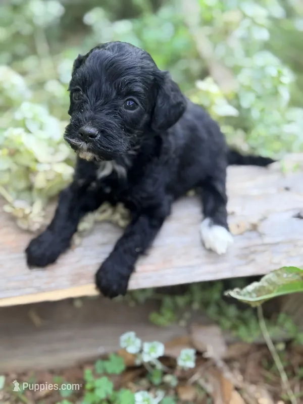 Blackie  – Miniature Bernedoodle puppy for sale in Royston, GA